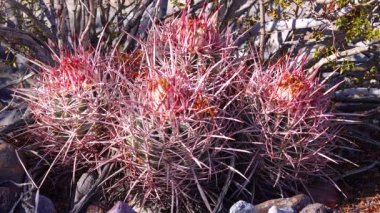 Kaliforniya 'da kaktüslü çöl manzarası. Cannonball, Cotton top, çok başlı Barrel Kaktüs (Echinocactus polycephalus))