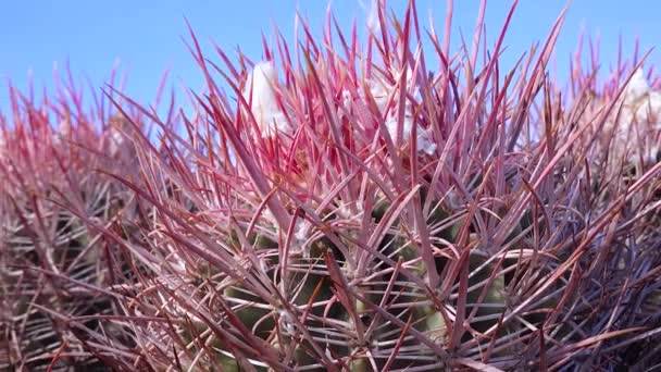 Woestijnlandschap Met Cactussen Californië Cannonball Cotton Top Meerhoofdige Loop Cactus — Stockvideo