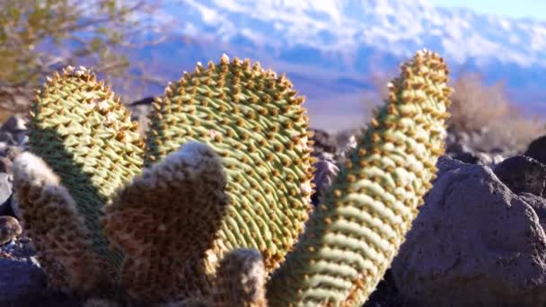 Bunny Ears Prickly Pear Opuntia Microdasys Desert Wintering Reddened Sun — Stockvideo