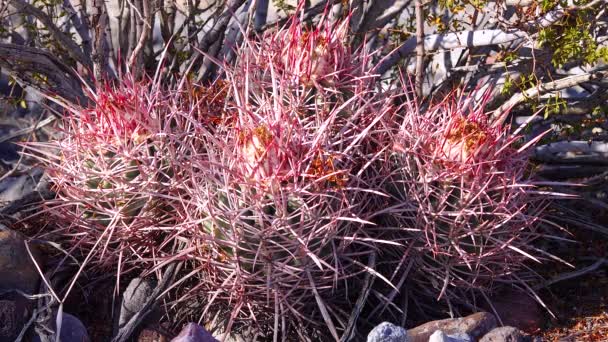 Desert Landscape Cacti California Cannonball Cotton Top Many Headed Barrel — Video Stock