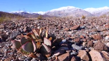 Kaliforniya Kaktüsü. Tavşan kulaklı dikenli armut (Opuntia microdasys), güneşte kızıla boyanmış çöl kışı.