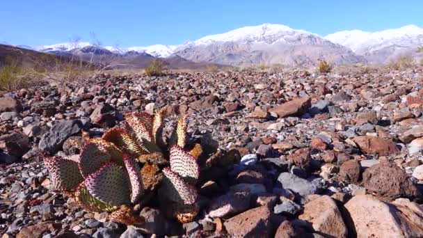 Kakteen Aus Kalifornien Hasenohren Kaktusfeige Opuntia Microdasys Wüstenüberwinterung Der Sonne — Stockvideo