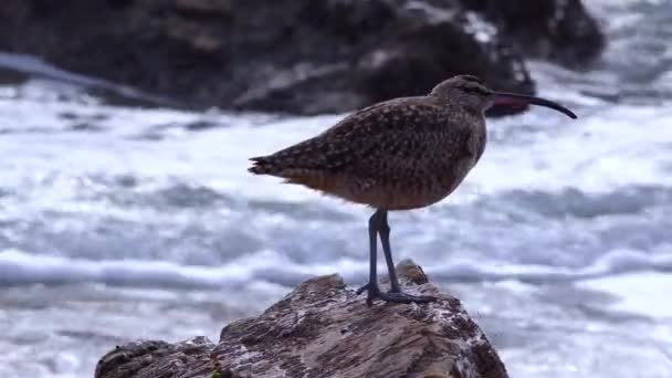 Whimbrel Numenius Phaeopus Морская Птица Гуляющая Пляжу Калифорния Фоне Океана — стоковое видео