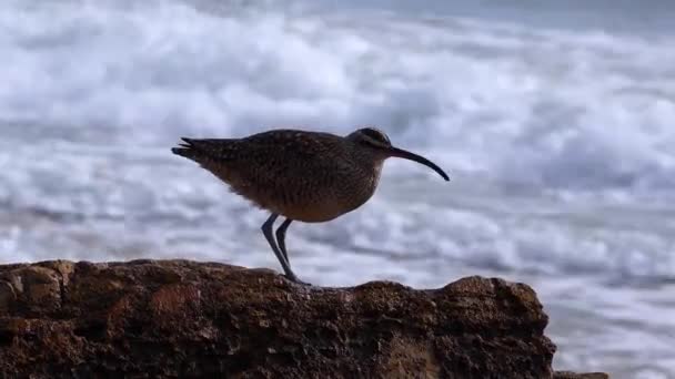 Hóbortos Numenius Phaeopus Tengeri Madár Séta Tengerparton Kalifornia Óceán Háttérben — Stock videók