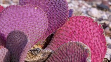 Altın dikenli armut (Opuntia aurea, opuntia bazilaris var. aurea). Arizona kaktüsü.