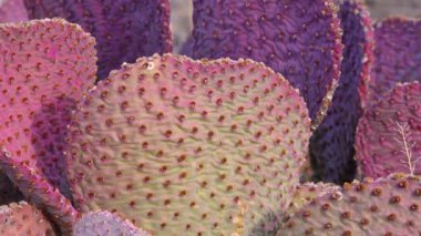Altın dikenli armut (Opuntia aurea, opuntia bazilaris var. aurea). Arizona kaktüsü.