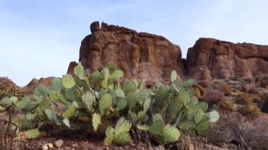 Krep dikenli armut, dolar eklemli armut (Opuntia klorotica), kışın dağlarda kaktüs. Arizona kaktüsü.. 