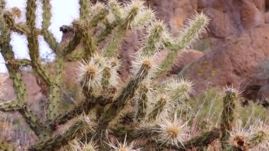 Arizona kaktüsü. Oyuncak ayı kollası (Cylindropuntia). Çölde farklı türde kaktüsler.. 