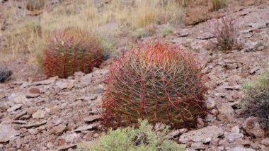 Kaliforniya fıçı kaktüsü, pusula fıçısı (Ferocactus cylindraceus), Arizona Kaktüsü çölünde taşların üzerinde yetişen kaktüs.