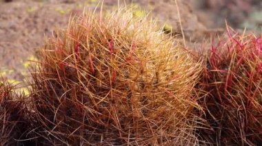 (Ferocactus cylindraceus), kaktüs, Arizona Kaktüsü 'nde çölde taşların üzerinde yetişir.