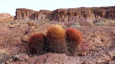 (Ferocactus cylindraceus), kaktüs, Arizona Kaktüsü 'nde çölde taşların üzerinde yetişir.