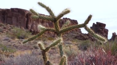 Oyuncak ayı kollası (Cylindropuntia). Çöl manzarasında vahşi doğadaki farklı kaktüsler. Arizona kaktüsü.