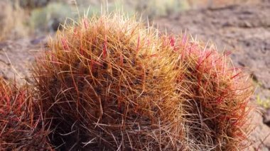 (Ferocactus cylindraceus), kaktüs, Arizona Kaktüsü 'nde çölde taşların üzerinde yetişir.