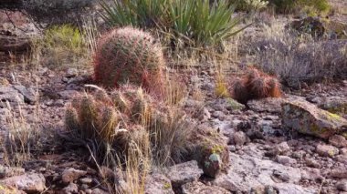 Engelmann 'ın kirpi kaktüsü (Echinocereus engelmannii), Arizona kaktüsü