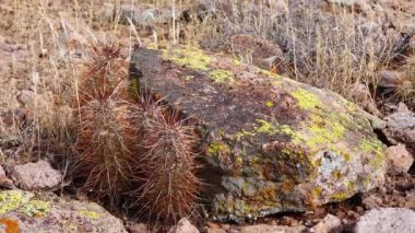 Engelmann 'ın kirpi kaktüsü (Echinocereus engelmannii), Arizona kaktüsü