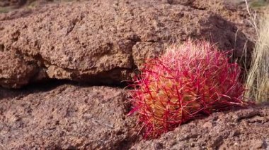(Ferocactus cylindraceus), kaktüs, Arizona Kaktüsü 'nde çölde taşların üzerinde yetişir.