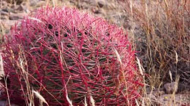 (Ferocactus cylindraceus), kaktüs, Arizona Kaktüsü 'nde çölde taşların üzerinde yetişir.