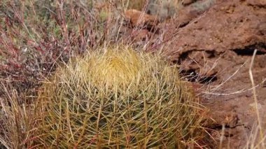 (Ferocactus silindir draceus), Arizona Kaktüsü 'nde çölde taşların üzerinde yetişen kaktüs, pusula fıçısı, sarı form.