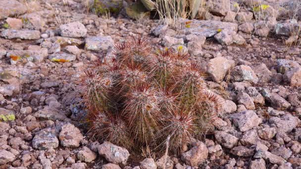 Engelmann Hedgehog Cactus Echinocereus Engelmannii Arizona — Vídeo de Stock