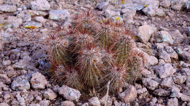 Cactus Erizo Engelmann Echinocereus Engelmannii Cactus Arizona — Vídeo de stock