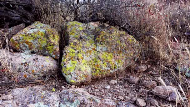 Yellow Lichens Stones Mountain Desert Arizona Phoenix — Stock Video