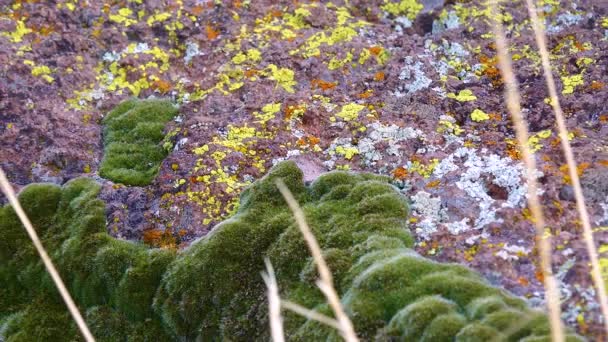 Licheni Gialli Muschio Verde Pietre Deserto Montagna Arizona Vicino Phoenix — Video Stock