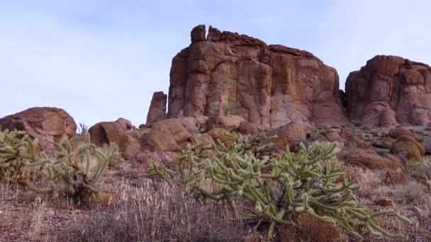 Pfannkuchen Kaktusfeige Dollargelenkkaktusfeige Opuntia Chlorotica Kakteen Winter Den Bergen Arizona — Stockvideo