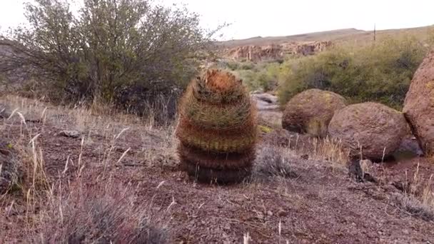 加利福尼亚桶仙人掌 罗盘桶 Ferocactus Cylinder Draceus 仙人掌生长在沙漠的石头上 亚利桑那州Cacti — 图库视频影像