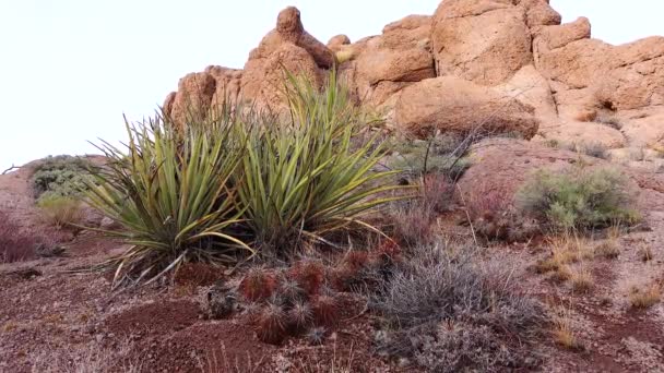 Yucca Och Kaktusar Ett Red Cliffs Mountain Landskap Kalifornien Usa — Stockvideo