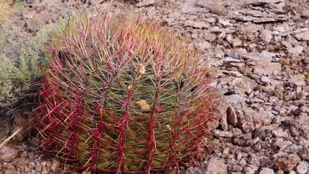 加利福尼亚木桶仙人掌 罗盘木桶 Ferocactus Cylindrical Draceus 仙人掌生长在沙漠的石头上 亚利桑那州仙人掌 — 图库视频影像