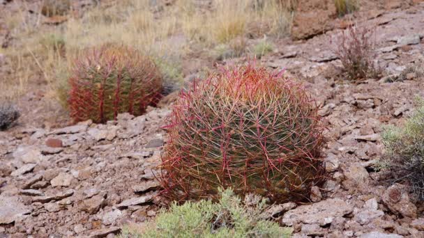 Californië Loop Cactus Kompas Vat Ferocactus Cylindraceus Cactussen Groeien Stenen — Stockvideo