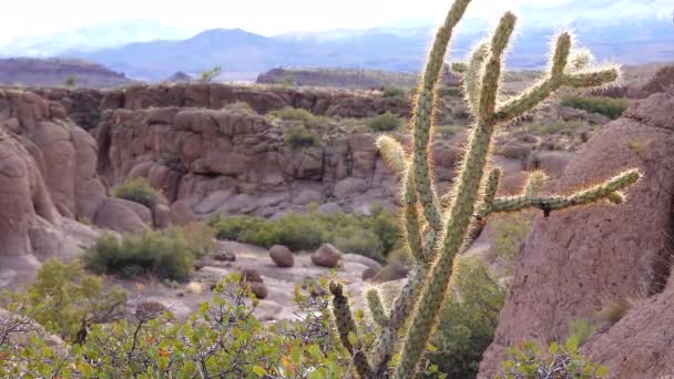 アリゾナ サボテン テディベア コール Cylinindropuntia 砂漠の風景の中で野生のサボテンの異なるタイプ — ストック動画