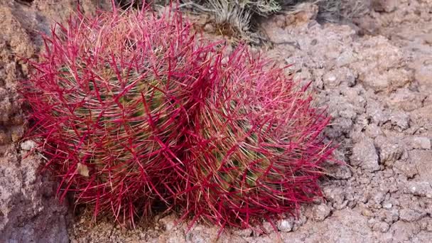 California Barrel Cactus Baryłka Kompasu Ferocactus Cylindraceus Kaktusy Rosną Kamieniach — Wideo stockowe