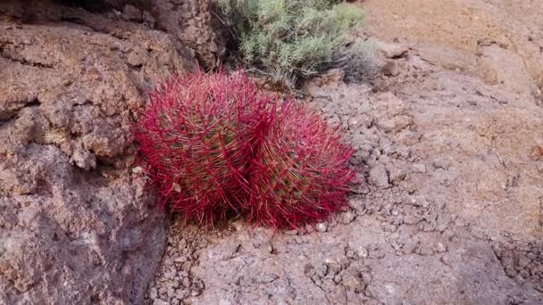 Alifornia Loop Cactus Kompas Vat Ferocactus Cylindraceus Cactussen Groeien Stenen — Stockvideo