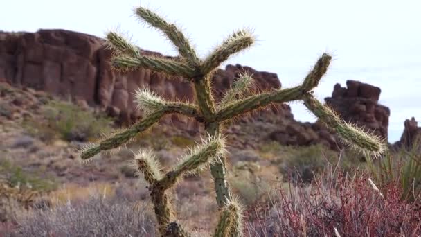 テディベア コール Cylinindropuntia 砂漠の風景の中に野生のサボテンの異なるタイプ アリゾナサボテン — ストック動画