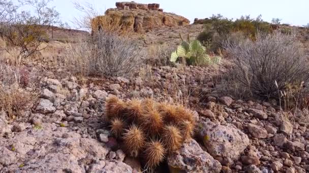 Engelmanns Igelkaktus Echinocereus Engelmannii Arizona Cacti — Stockvideo