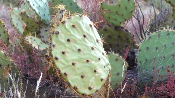 Engelmann Kaktusfeige Kaktusapfel Opuntia Engelmannii Kakteen Winter Den Bergen Arizona — Stockvideo