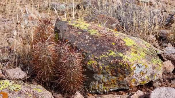 Engelmanns Hedgehog Cactus Echocinereus Engelmannii Arizona Acti — 비디오