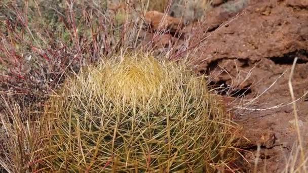 仙人掌 罗盘筒 黄形仙人掌 仙人掌生长在沙漠的石头上 亚利桑那州仙人掌 — 图库视频影像