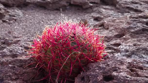 Alifornia Barrel Cactus Compass Barrel Ferocactus Cylindraceus Cactus Grow Stones — Video Stock