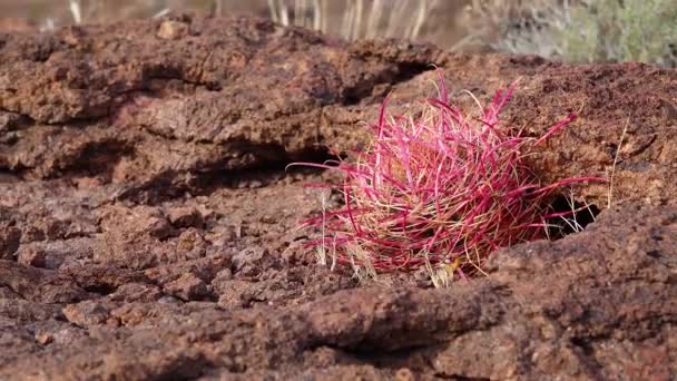 California Barrel Cactus Baryłka Kompasu Ferocactus Cylindraceus Kaktusy Rosną Kamieniach — Wideo stockowe