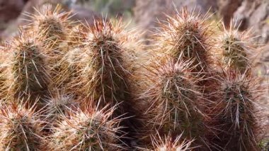 Engelmann 'ın kirpi kaktüsü (Echinocereus engelmannii), Arizona kaktüsü