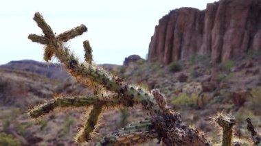 Arizona kaktüsü. Oyuncak ayı kollası (Cylindropuntia). Çölde farklı türde kaktüsler.. 