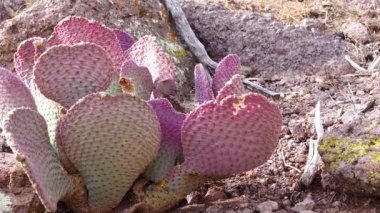 Arizona kaktüsü. Altın dikenli armut (Opuntia aurea, opuntia bazilaris var aurea)