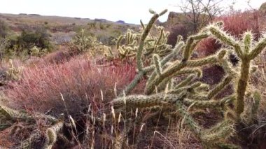 Arizona kaktüsü. Oyuncak ayı kollası (Cylindropuntia). Çölde farklı türde kaktüsler.. 