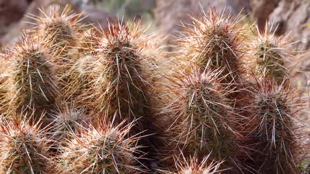 Engelmann Hedgehog Cactus Echinocereus Engelmannii Arizona — Vídeo de Stock
