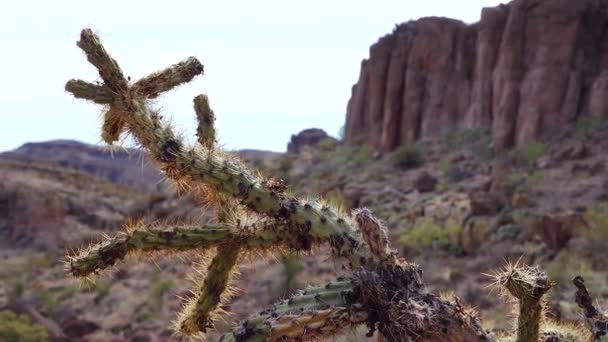 Arizona Kaktüsü Oyuncak Ayı Kollası Cylindropuntia Çölde Farklı Türde Kaktüsler — Stok video