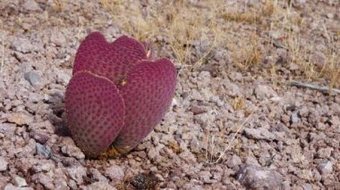 Arizona kaktüsü. Altın dikenli armut (Opuntia aurea, opuntia bazilaris var. aurea)