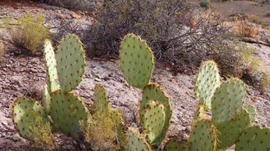 Arizona Kaktüsü. Engelmann dikenli armut, kaktüs elması (Opuntia engelmannii), kışın dağlarda kaktüs.