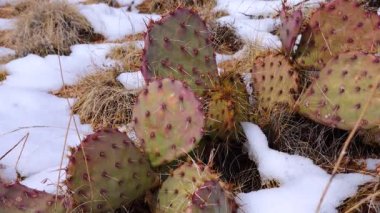 Arizona Kaktüsü. Mor dikenli armut, siyah dikenli bezelye (Opuntia makrocentra), kışın kaktüs dağlarda, yerde kar.